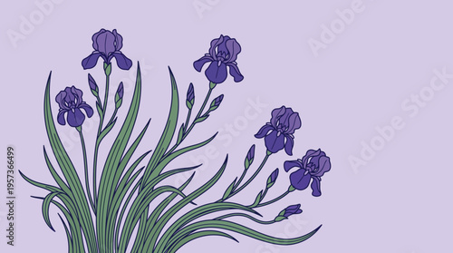 A botanical illustration of purple irises with long green leaves on a soft lavender background