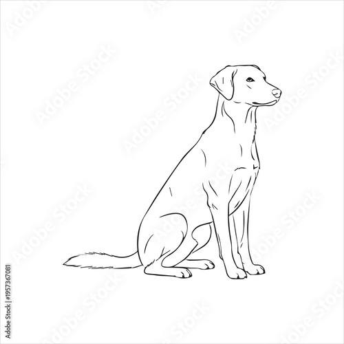 A calm sitting dog illustration with a focused expression and floppy ears