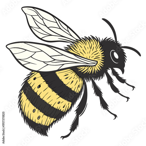 Yellow and black bee with white wings insect