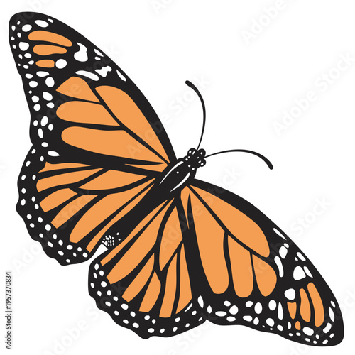 Orange butterfly with black and white details monarch