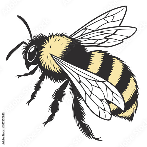 Black and yellow bee from the side insect white