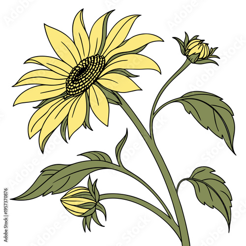 Sunflower with Buds and Leaves yellow green