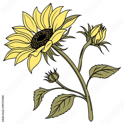 Sunflower with Large Petals and Leaves yellow green