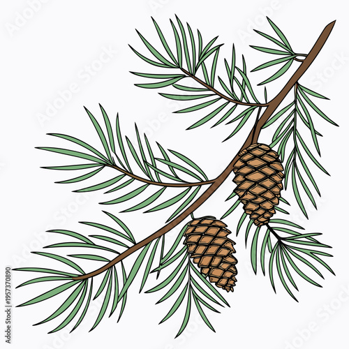 Pine branch with cones leaves tree