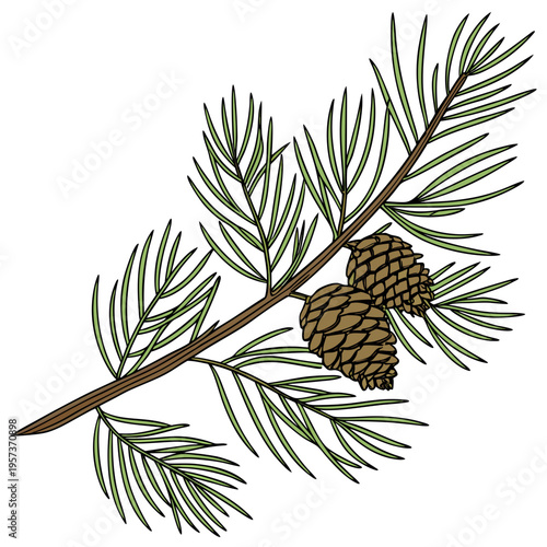 Pine branch with two cones leaves tree