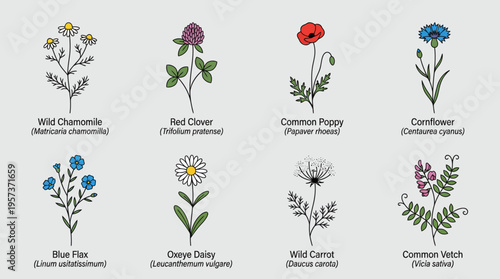 Assorted wildflowers collage featuring chamomile, red clover, common poppy, cornflower, blue flax, oxeye daisy, wild carrot and related garden wildflowers.