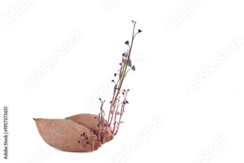 A raw sweet potato with long, thin, upright stems with leaves sprouting from it.