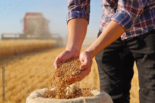 Wheat grains in the hands of a successful young farmer after a good harvest, with agricultural machinery - combine harvester working in the background. Close up of hands full of wheat from a yute sack