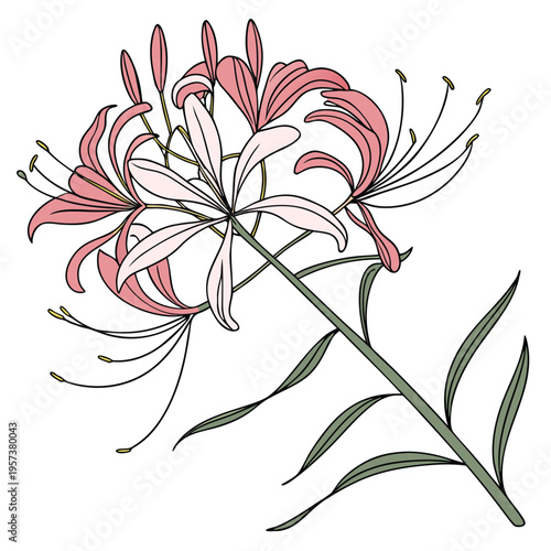 sparkler blush spider line art vector on white background