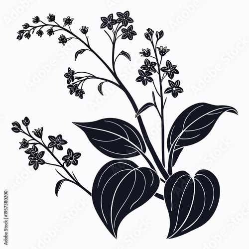 silhouette of siberian bugloss vector isolated
