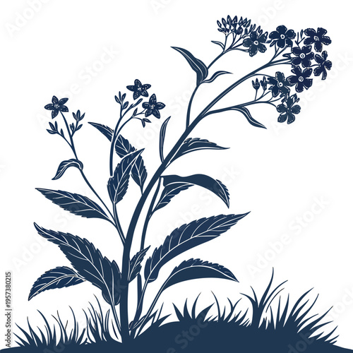 siberian bugloss silhouette on white