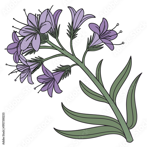 siberian bugloss flower