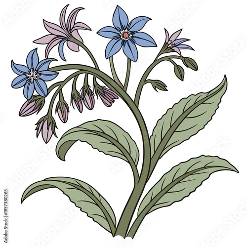 siberian bugloss on white background