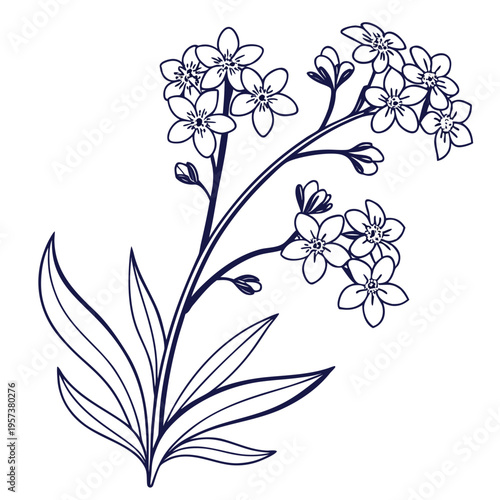 siberian bugloss line art on white