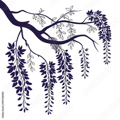 showa beni silky wisteria silhouette vector