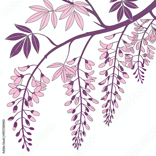 showa beni silky wisteria line art vector