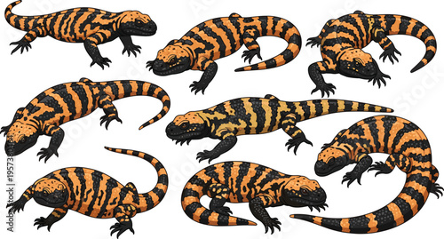 Tiger salamander vector illustration set with striped amphibian poses, detailed orange and black wildlife collection isolated on white background.