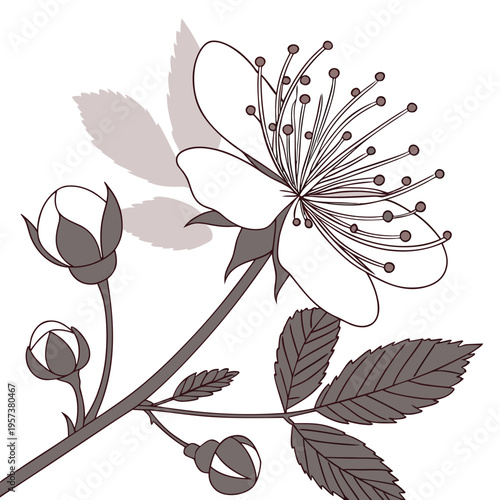 sensitive briar flower vector isolated