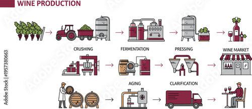 Wine Production Process Vector Illustration with Vineyard Harvesting, Crushing, Fermentation, Pressing, Aging, Clarification and Market Distribution Infographic Design