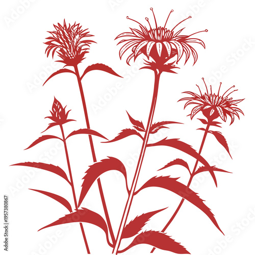 scarlet bee balm silhouette vector 