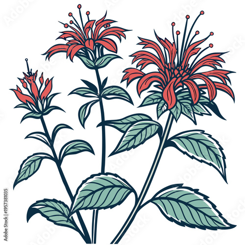 scarlet bee balm, line art vector on white