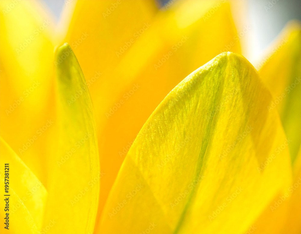 Obraz premium Extreme Close Up Macro Shot of Vibrant Yellow Flower Petals with Subtle Green Hues and Soft Lighting