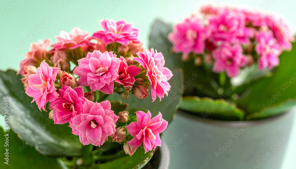 Fototapeta premium Two pots of blooming pink Kalanchoe flowers with lush green leaves against a soft pastel green background 