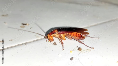 cockroaches eating leftover food on the floor