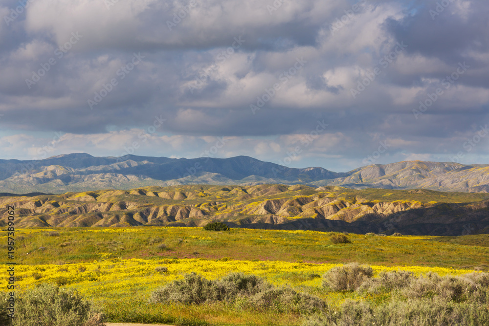 Naklejka premium Carrizo