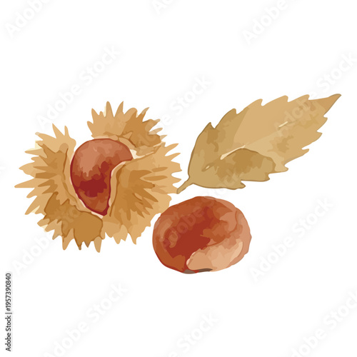 Watercolor-style fresh chestnut illustration, ripe nuts with burrs, autumn harvest food／水彩　栗