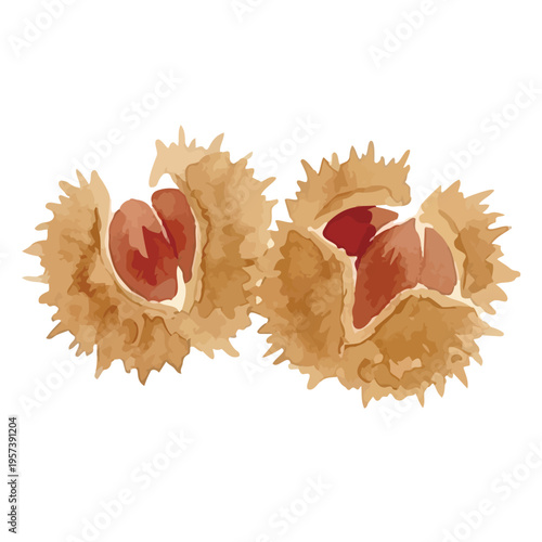 Watercolor-style fresh chestnut illustration, ripe nuts with burrs, autumn harvest food／水彩　栗