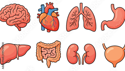 Human organ illustrations including brain, heart, lungs, and digestive system