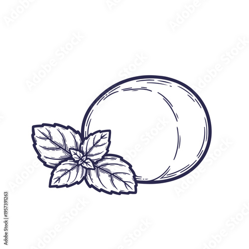 Mozzarella cheese ball with basil vector illustration. Italian food engraving style graphic. Hand drawn dairy and herb icon isolated on white