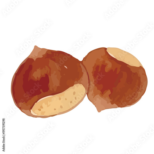 Watercolor-style fresh chestnut illustration, ripe nuts with burrs, autumn harvest food／水彩　栗