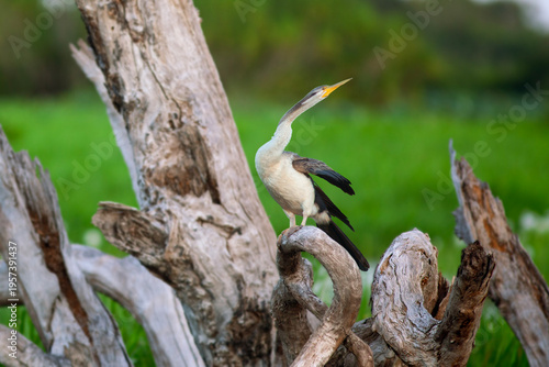 Oiseau grand échassier d'Australie sur un souche d'arbre au-dessus des marais sauvage. Anhinga d'Australie sur un arbre mort de la rive de la Daintree River.