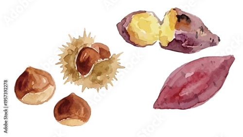 Watercolor-style autumn harvest set, chestnut and sweet potato illustration, ripe nuts and tuber／水彩　栗　さつまいも