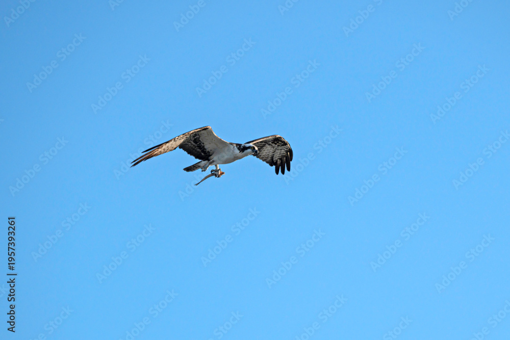 Obraz premium American osprey in flight, carrying a fish in its talons, with clear blue sky in the background.