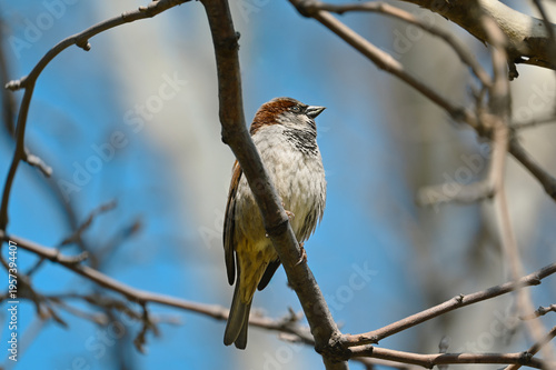 House Sparrow Perched on Tree Branch Close Up with Soft Background