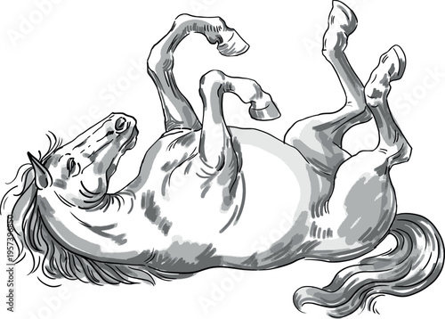Grey contour drawing of a horse tumbling on its back. A black and white sketch with a bright background and shading. The horse is lying on its back