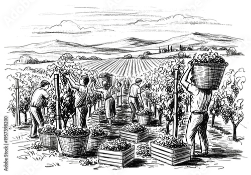 Vineyard workers harvesting grapes by hand in a picturesque rural landscape