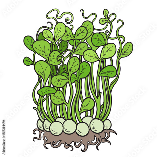 Sprouted microgreens pea sprouts with roots color variation on white background