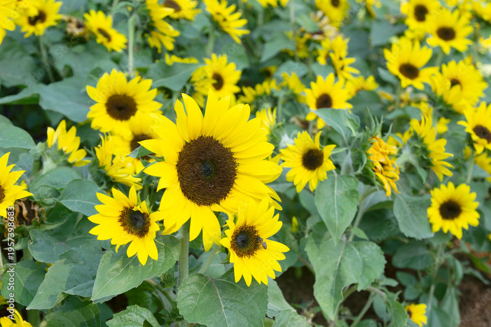 Obraz premium The yellow sunflowers in the garden.