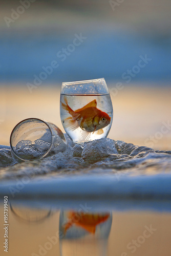 Obraz na plátne Surreal, conceptual shot of a goldfish in a glass surrounded by sea foam on a beach at golden hour sunrise