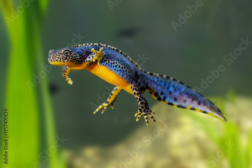 Bergmolch (Triturus alpestris) Männchen