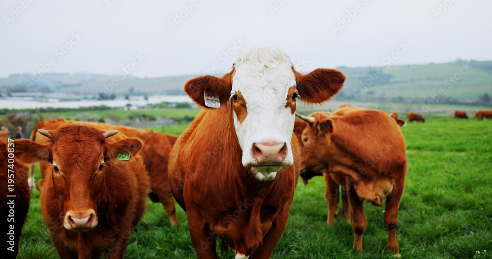 Obraz premium Agriculture, portrait or cow in nature for conservation, food and sustainable farming with landscape. Organic, livestock or animal in countryside with grass, meat or milk production on cattle ranch.