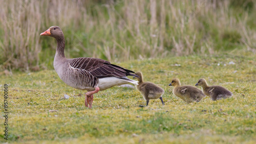 Graugans (Anser anser) mit Jungen