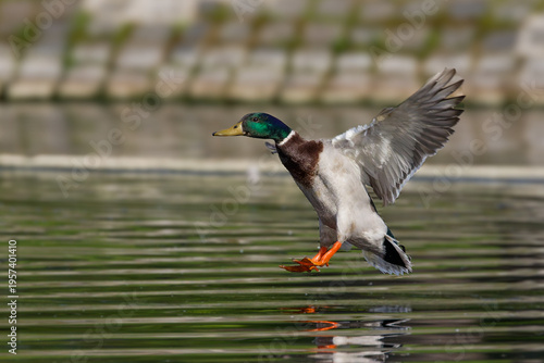 Stockente (Anas platyrhynchos) Männchen