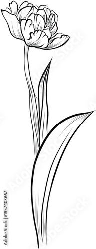 Hand drawn single peony tulip sketch on transparent background