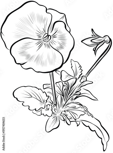 Hand drawn pansy flower sketch on transparent background