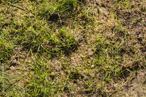 Photos Patchy Grass Lawn with Weeds and Dry Areas